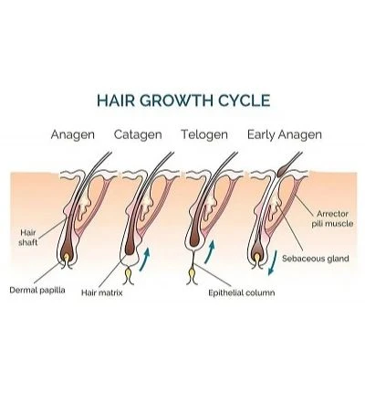 hair growth cycle chart hair growth cycle chart