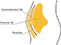 Eliminate Visceral Fat